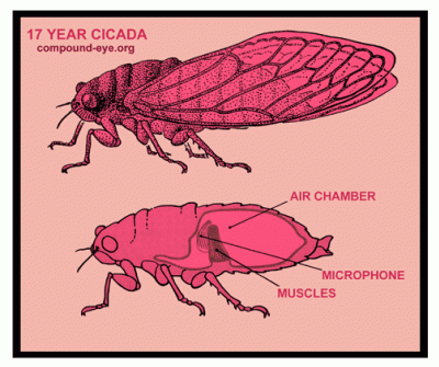 Oakland_California/SS_Radio/show_art/ROGC_cicada.gif