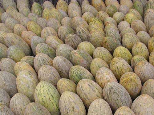 Guma_melons