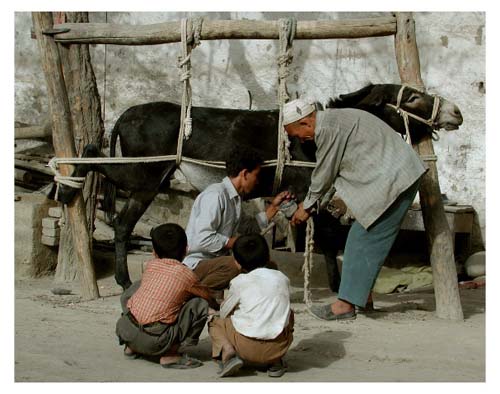 Yarkand_DonkeyShoe